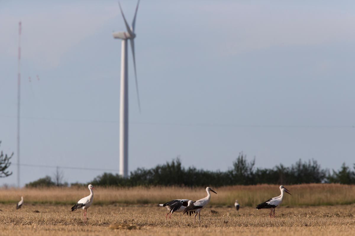 Artenschutz und Umwelt